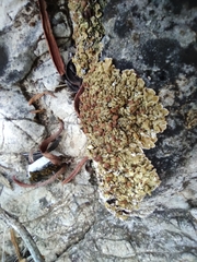 Squamarina cartilaginea