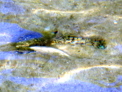 Poecilia latipinna