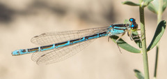 Coenagrion caerulescens