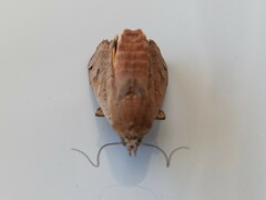 Noctua pronuba