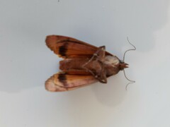 Noctua pronuba