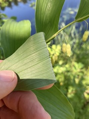 Polygonatum biflorum