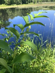 Polygonatum biflorum