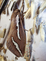 Abantiades latipennis