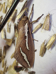 Abantiades latipennis