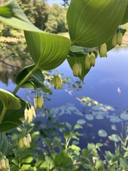 Polygonatum biflorum