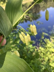 Polygonatum biflorum