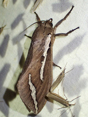 Abantiades latipennis