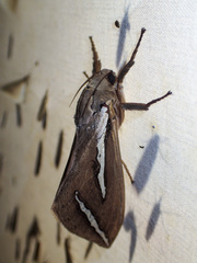 Abantiades latipennis