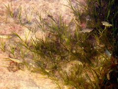 Syringodium filiforme