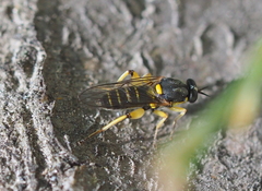 Solva marginata