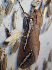 Abantiades latipennis