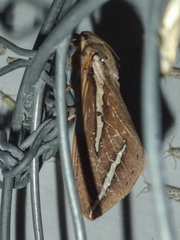 Abantiades latipennis