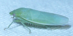 Gyponana angulata