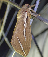 Abantiades latipennis