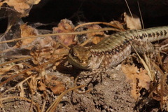 Anatololacerta anatolica