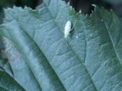 Malacocoris chlorizans