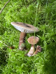 Lactifluus gerardii