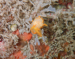Crimora papillata