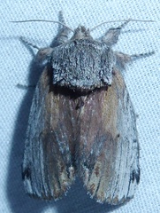 Oedemasia
