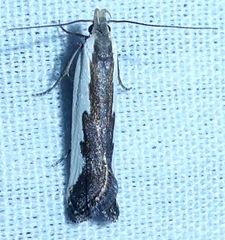 Dichomeris serrativittella