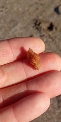 Muricopsis necocheana