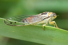 Diceroprocta delicata