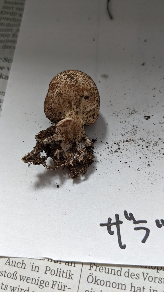 Scleroderma verrucosum · June 2022 · photo: © atsushi_nakajima_cirque (iNaturalist, cc-by)