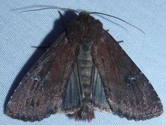 Apamea scoparia