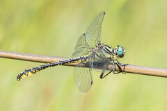 Gomphus simillimus