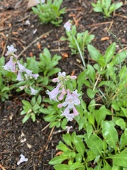 Penstemon virens