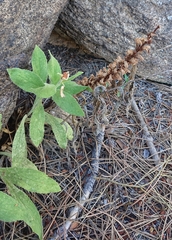 Orobanche amethystea amethystea