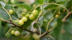 Andricus noliquercicola