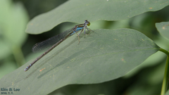 Paracercion calamorum