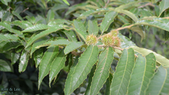Castanea crenata