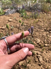 Sanguisorba occidentalis