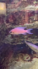 Neolamprologus pulcher