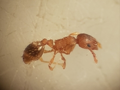 Temnothorax lichtensteini