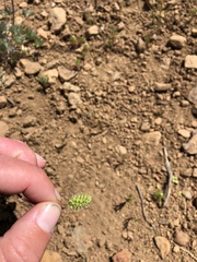 Sanguisorba occidentalis