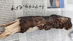 Fomitiporia torreyae