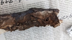 Fomitiporia torreyae