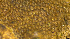 Fomitiporia torreyae