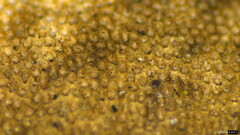 Fomitiporia torreyae