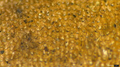 Fomitiporia torreyae