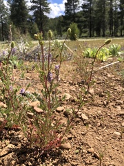 Sanguisorba occidentalis