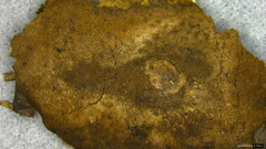 Fomitiporia torreyae