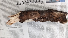 Fomitiporia torreyae