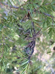 Herpotrichia juniperi