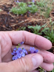 Penstemon virens