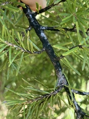 Herpotrichia juniperi